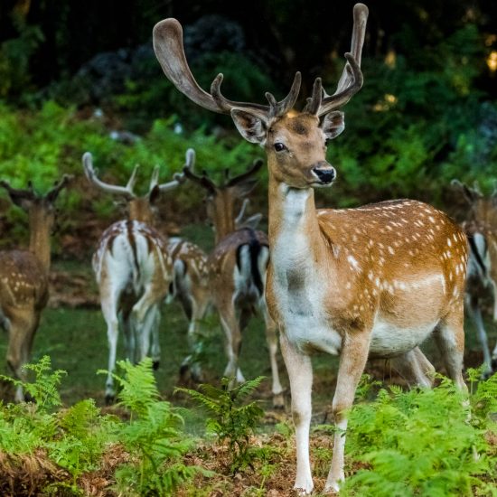 Deer Valley Ranch, Rural Croatia