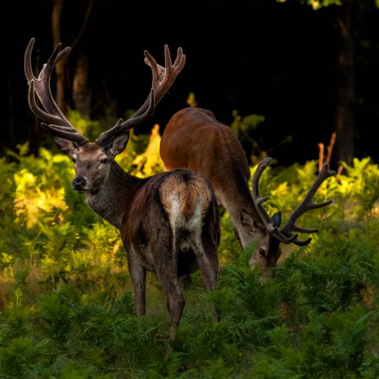 Deer grazes grass, Deer Valley Ranch